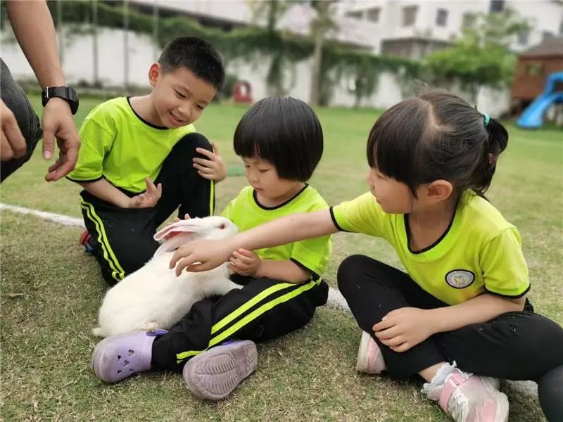 罕见!兔妈妈一窝生九只兔宝宝
