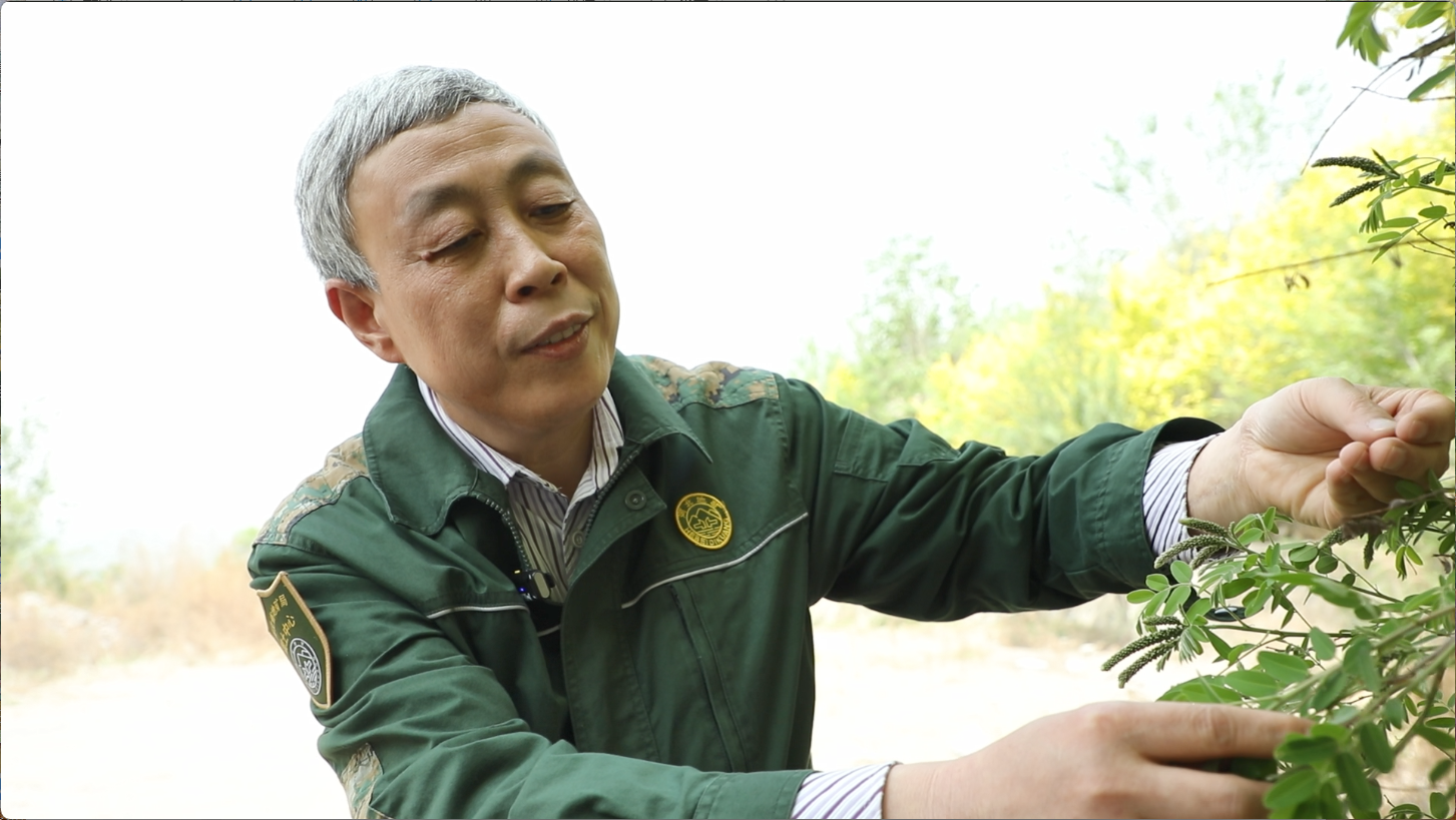 这是刘彦林在一处已完成的矿山环境修复治理项目现场察看紫穗槐幼苗的