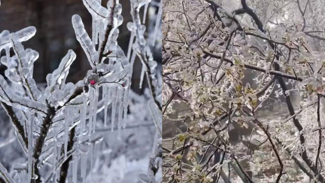 现场!河南栾川遭遇冻雨:车窗覆冰电线积冰 树木枝头形成冰挂|冻雨|河南省_新浪新闻