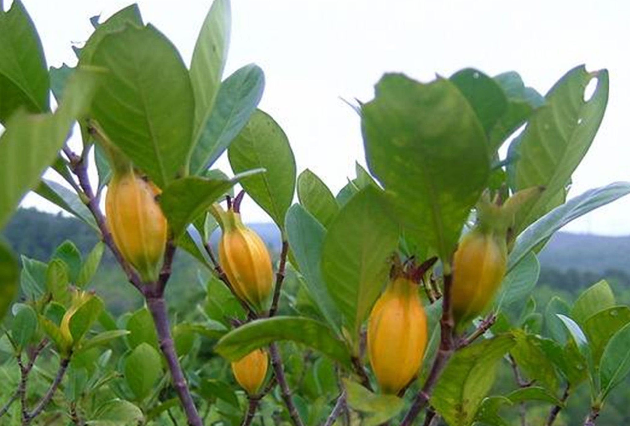 农村山上的这种植物,果实、叶子、花、根都有价值,你见过吗?__财经头条