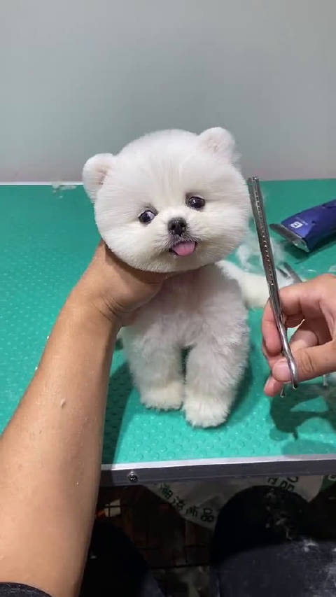 给小狗子剪毛看起来好萌啊
