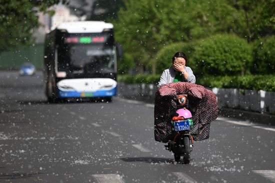 &nbsp;&nbsp;&nbsp;&nbsp;4月17日,太原,市民在漫天飞舞的杨絮中出行.