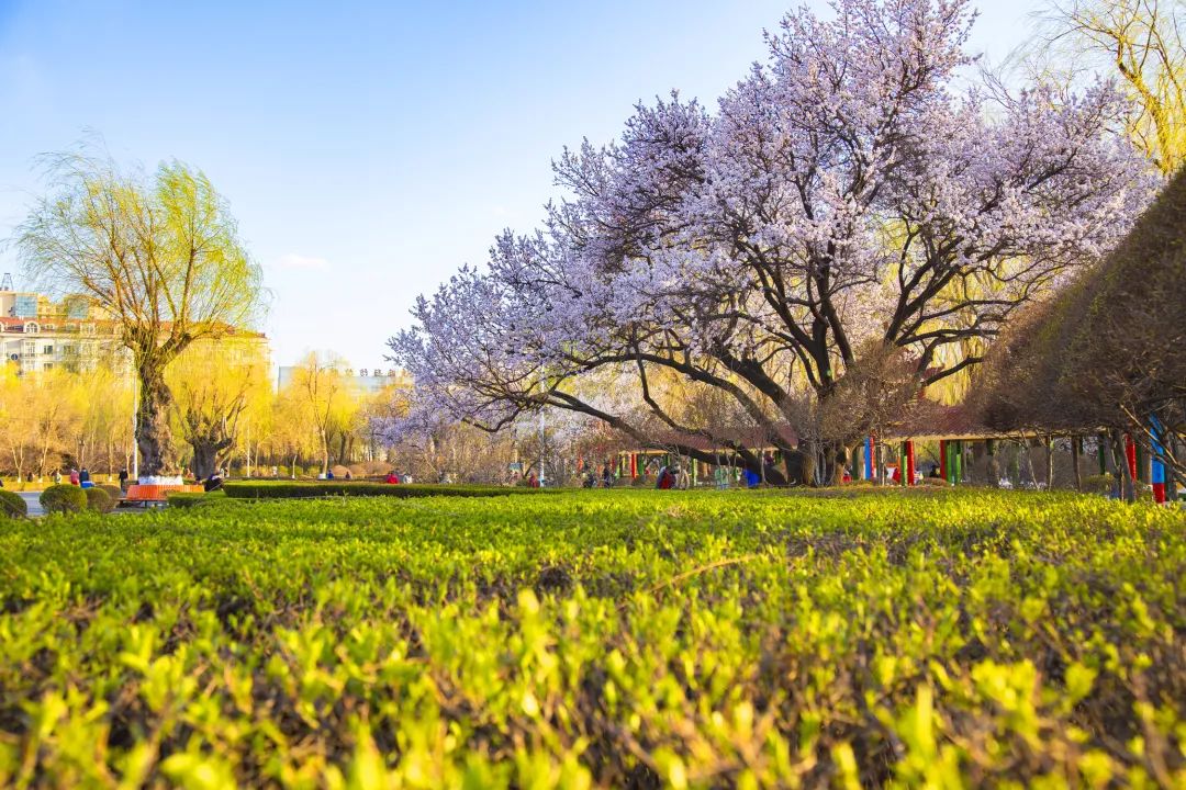 电影梨园将军演员表