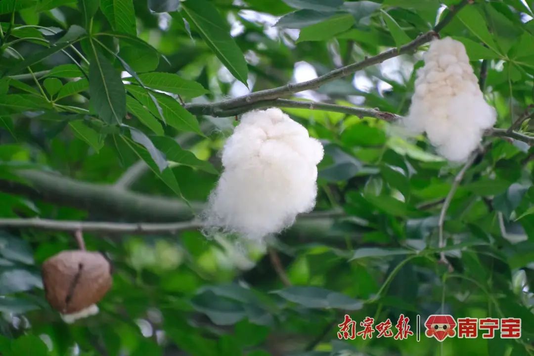 美丽异木棉棉絮