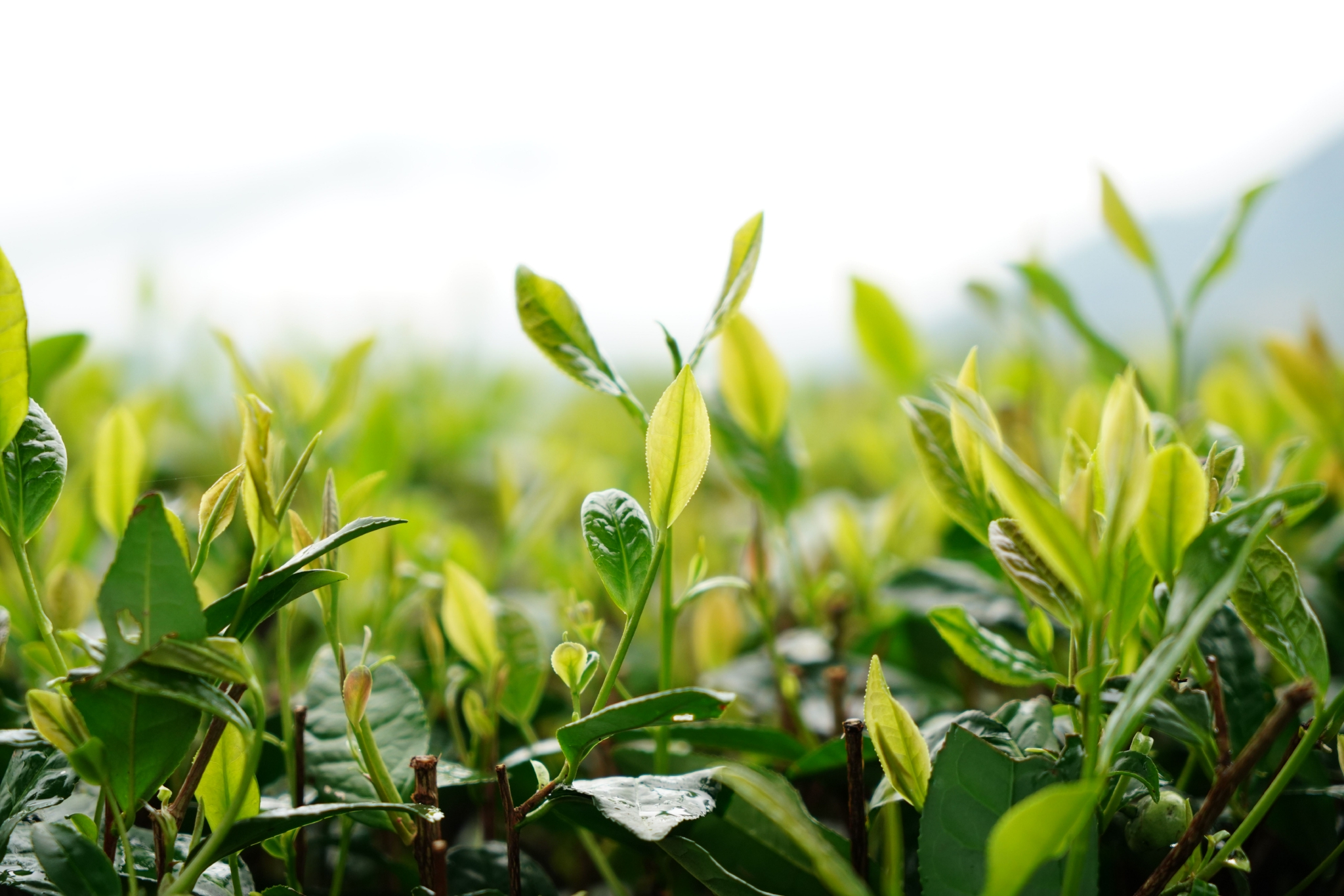 丽水市松阳县安民乡,海拔一千米的星辰山观星条件达到了国际暗夜公园