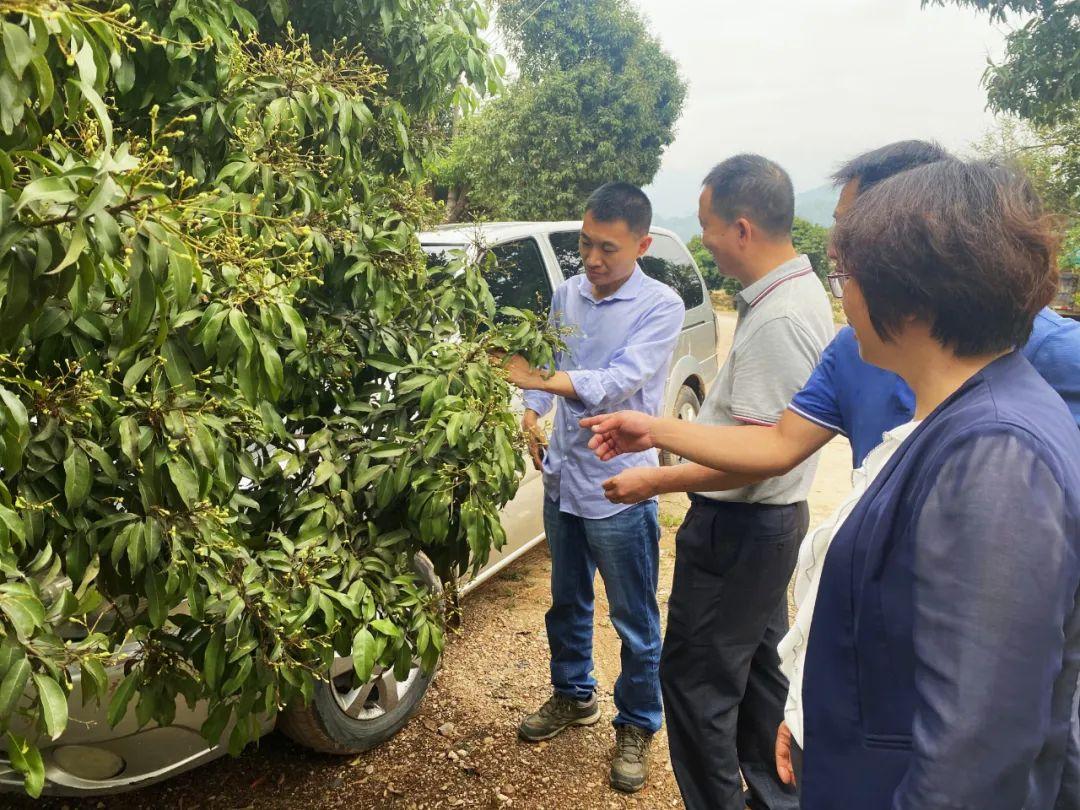 东莞:荔枝果期如何管理,省农技专家到清溪支招