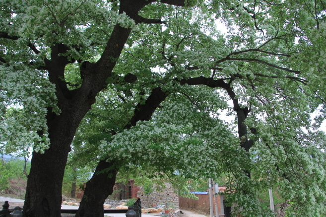 山东淄川区土泉村千年流苏树 图片源于网络