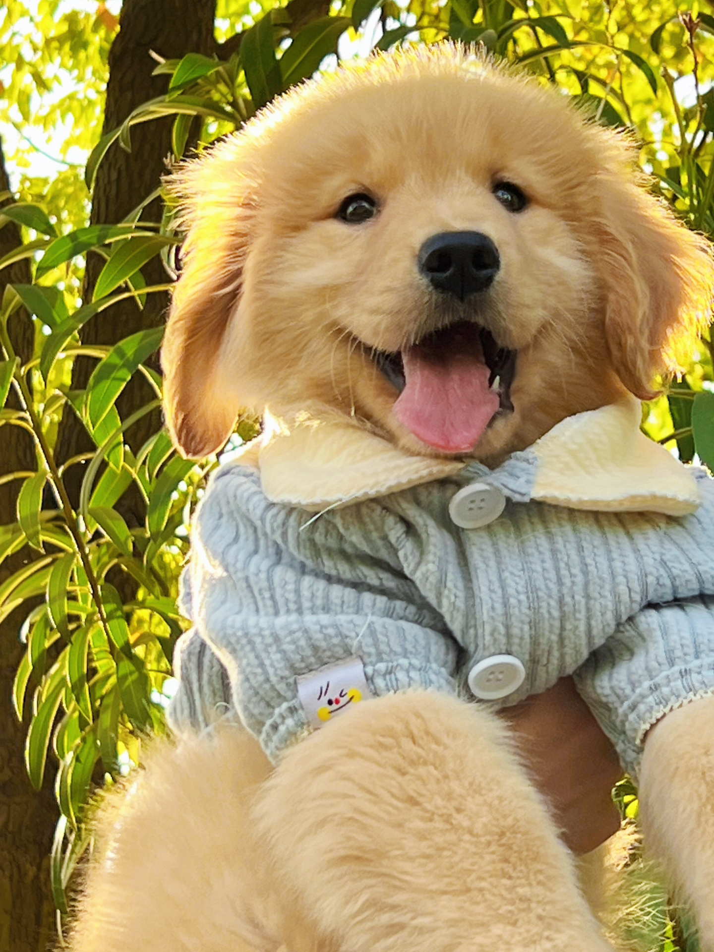 阳光修狗小金毛|狗|小金毛_新浪新闻