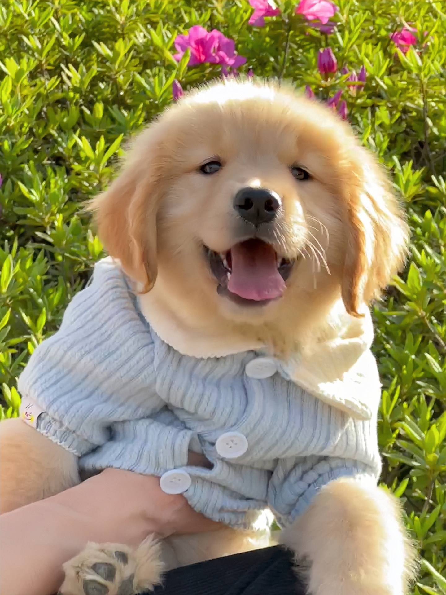 阳光修狗小金毛|狗|小金毛_新浪新闻