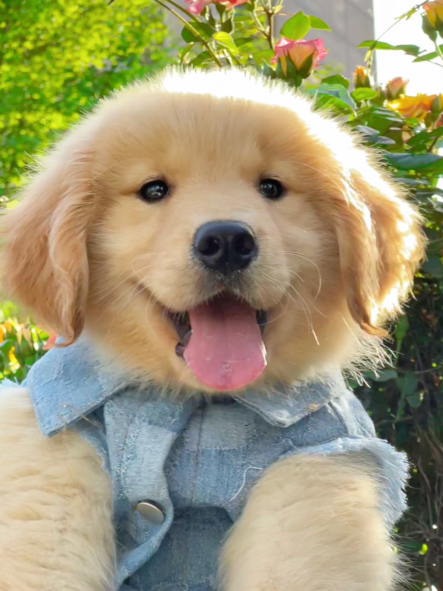 阳光修狗小金毛|狗|小金毛_新浪新闻