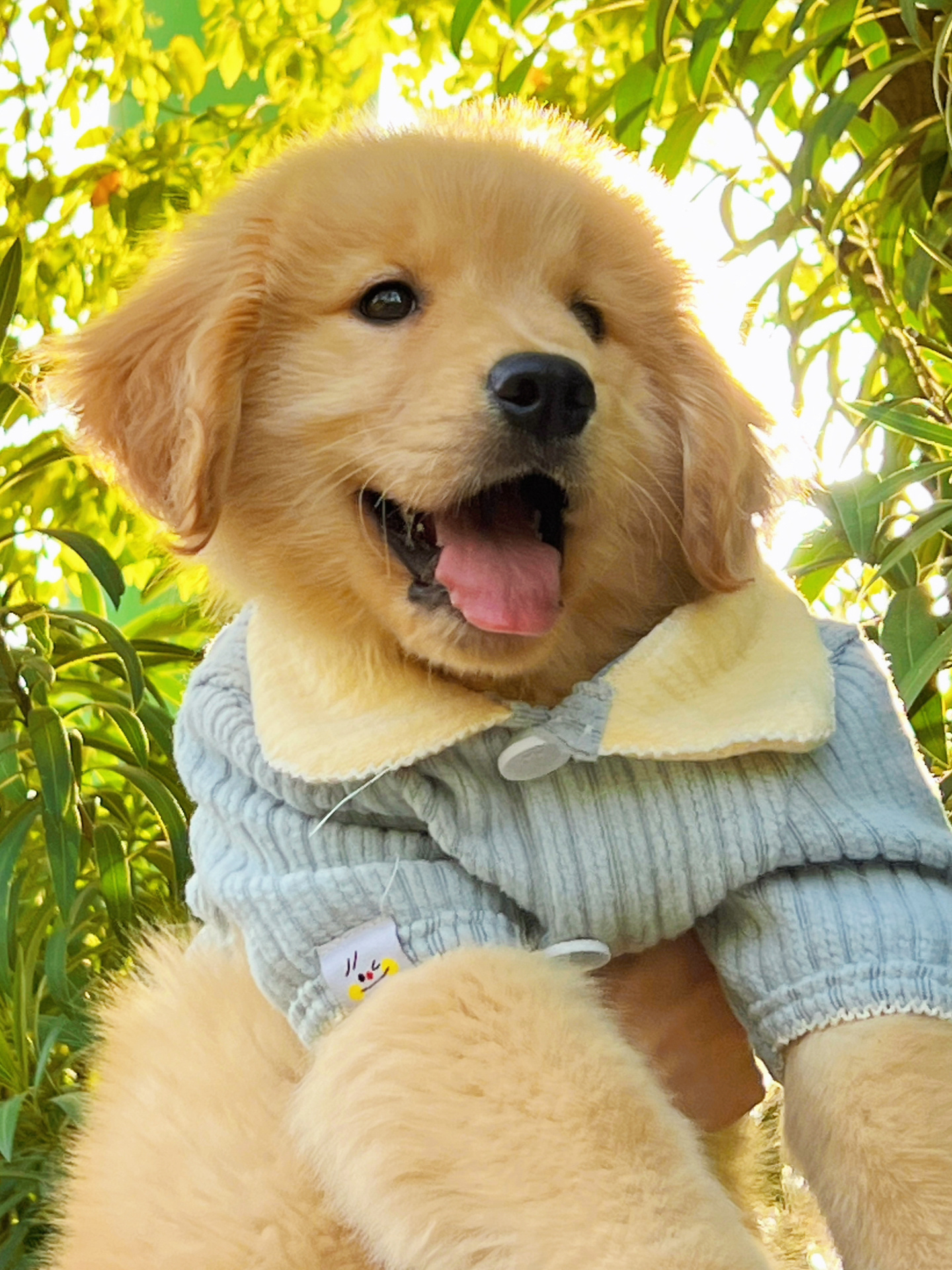 阳光修狗小金毛|狗|小金毛_新浪新闻