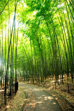 向人指点山深处,家在兰烟竹雨中|雨中|烟竹_新浪新闻