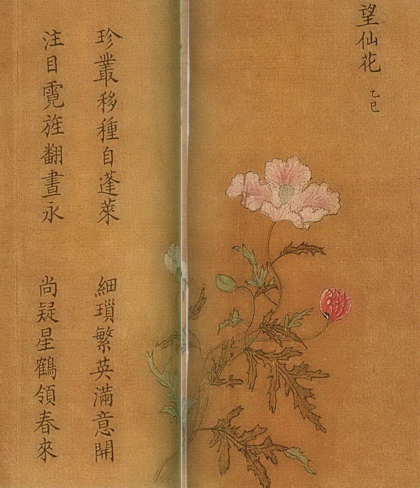 南宋,无款,《百花图卷》(局部,望仙花)
