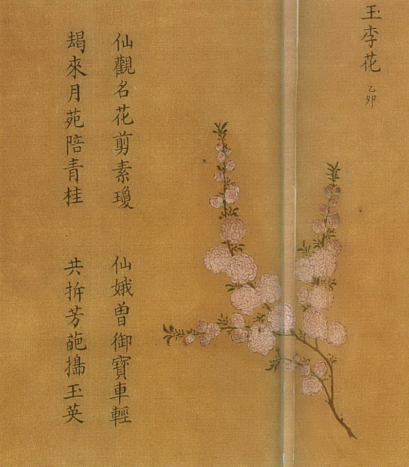 南宋,无款,《百花图卷》(局部,玉李花)