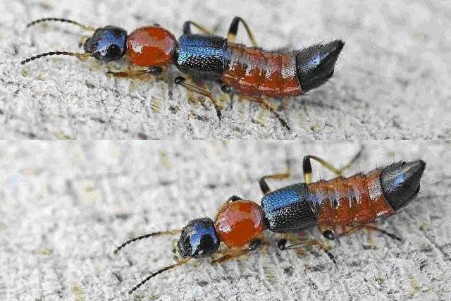 小小虫子体液竟堪比硫酸四川泸州已多人被硫酸虫所伤咋防咋治看这里