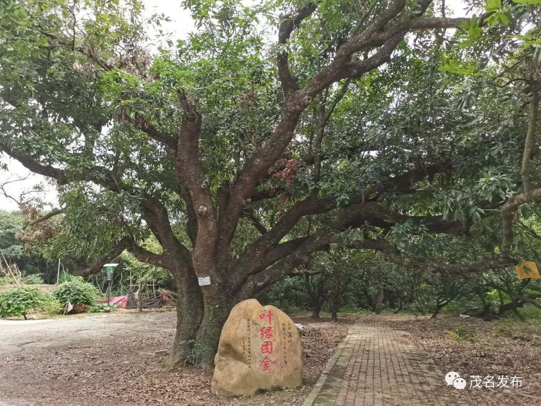 古荔芳华·茂名古荔系列 ② | 滩底古荔园:荔枝品种的“百宝箱”