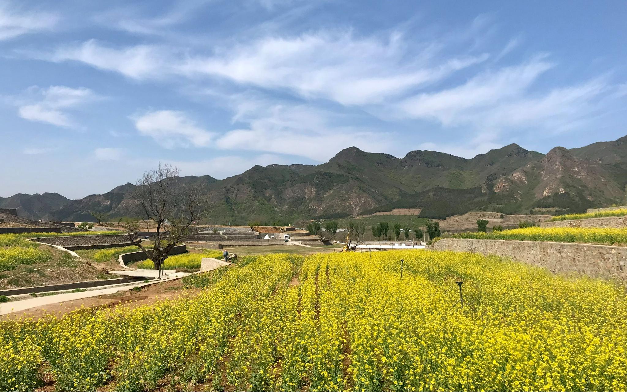 北京农田观光季正式开启 5个农田景观休闲特色乡镇值得打卡|北京市