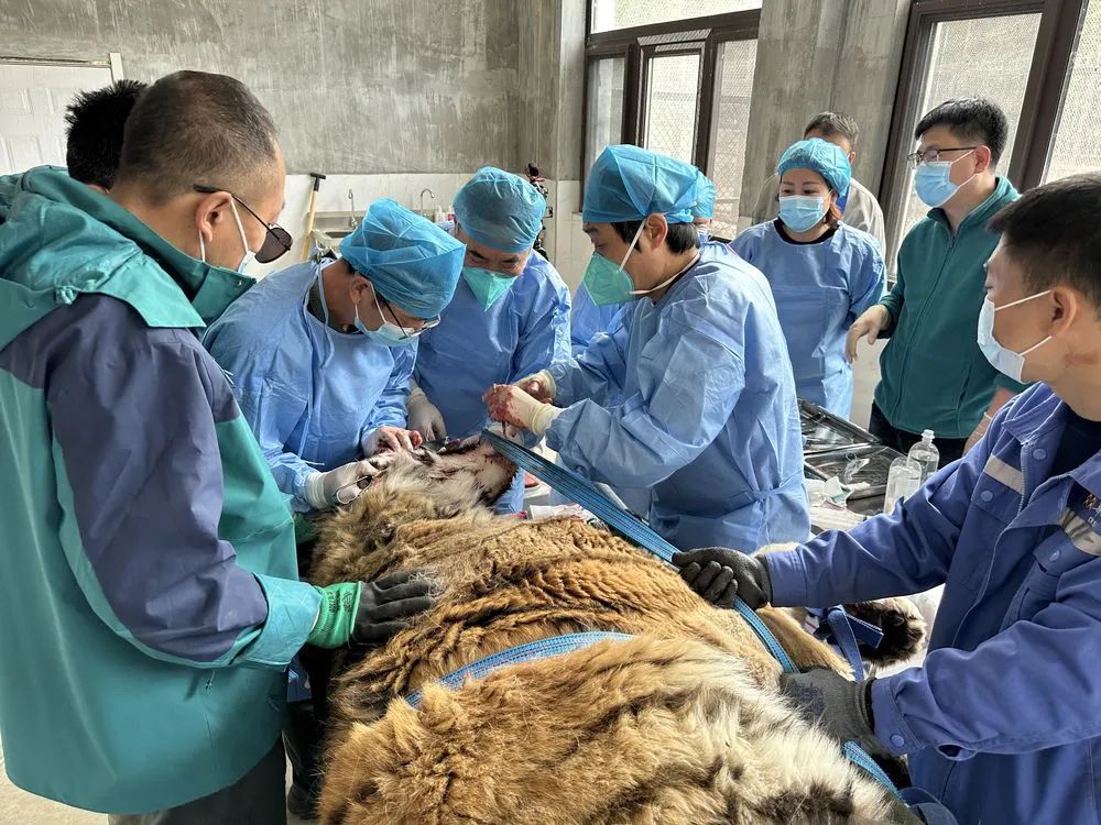 4月19日，治疗专家组为东北虎“天新”进行牙科手术。（采访对象供图）