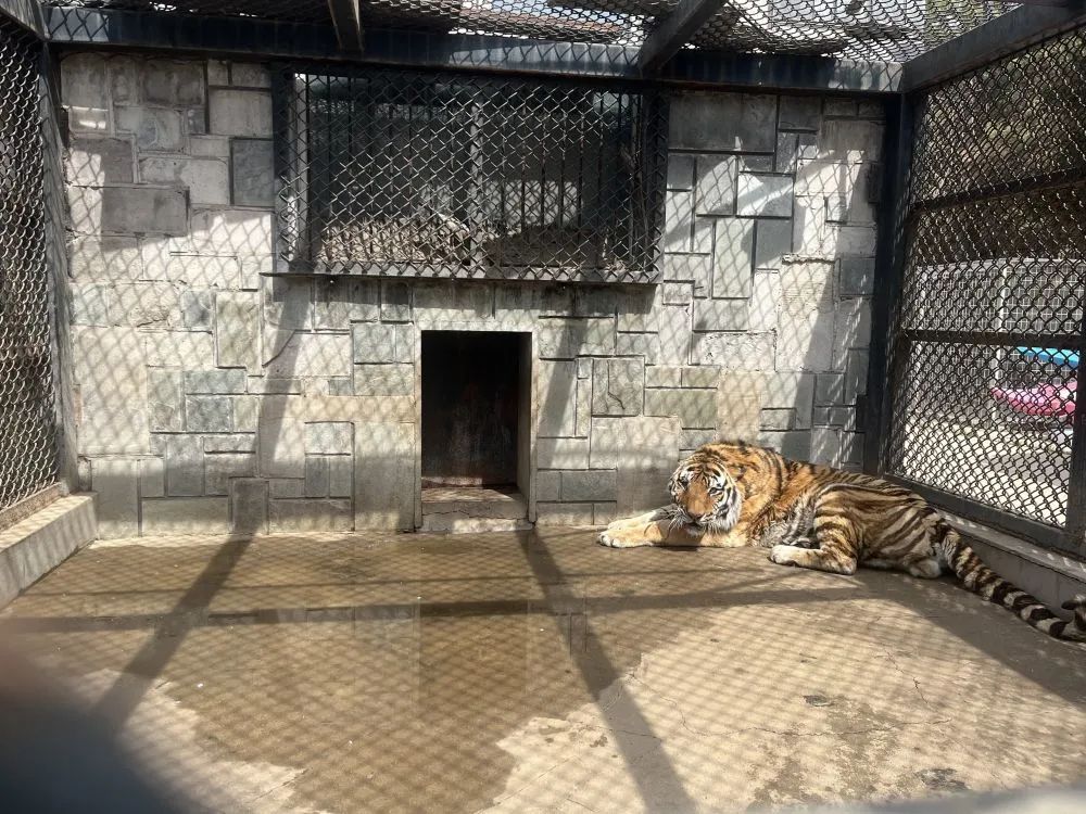 4月24日，东北虎“天新”在长春市动植物公园笼舍内。新华社记者 赵丹丹 摄