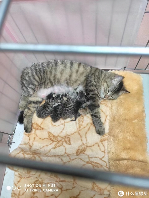 家里猫猫生宝宝拉~~~那可得好吃好喝好招待~~__财经头条