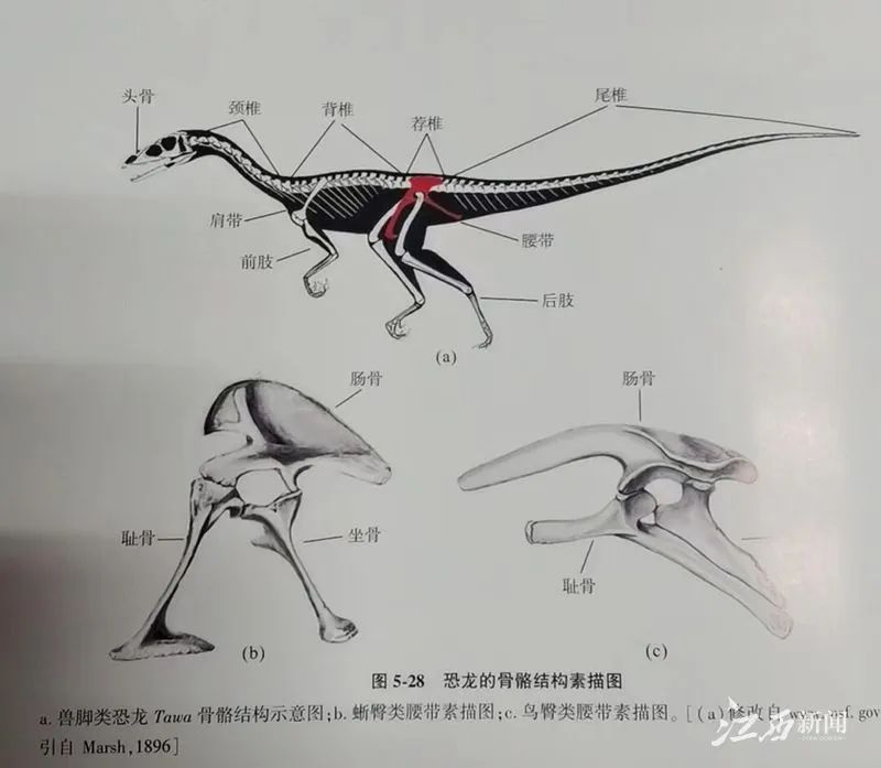 ▲恐龙的骨骼结构素描图