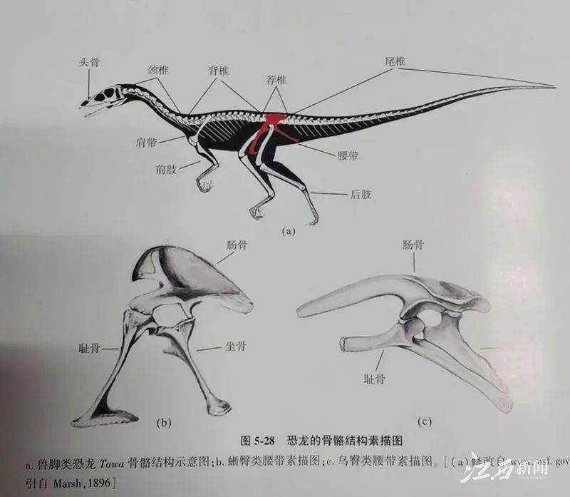 恐龙的骨骼结构素描图.摄影|江西日报全媒体记者童梦宁