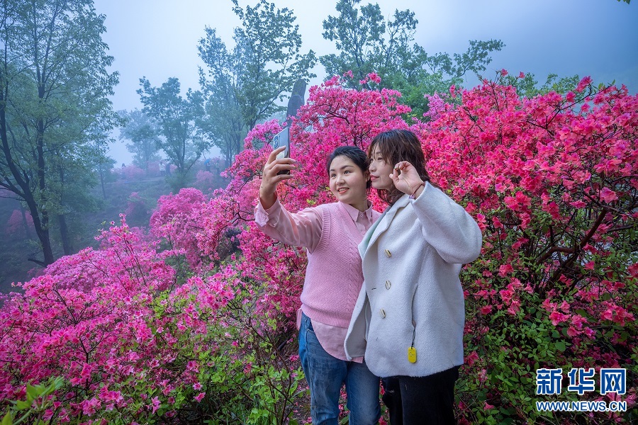 河南鲁山:杜鹃花开美如画
