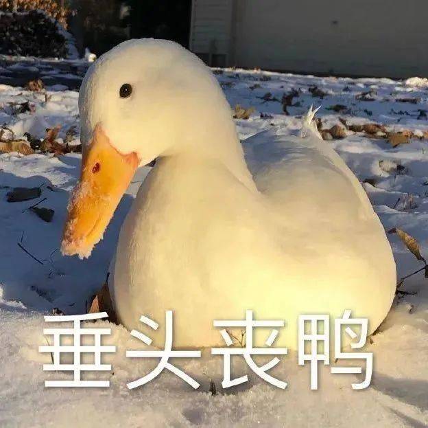 表情包 | 你是一只傻狗 拿图点赞、吱声|表情包|狗_新浪新闻