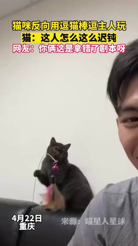 猫咪反向用逗猫棒逗主人玩,猫:这人怎么这么迟钝……_新浪新闻