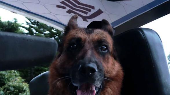 再见无言的战友!云南缉毒犬"黑雷"突发疾病去世