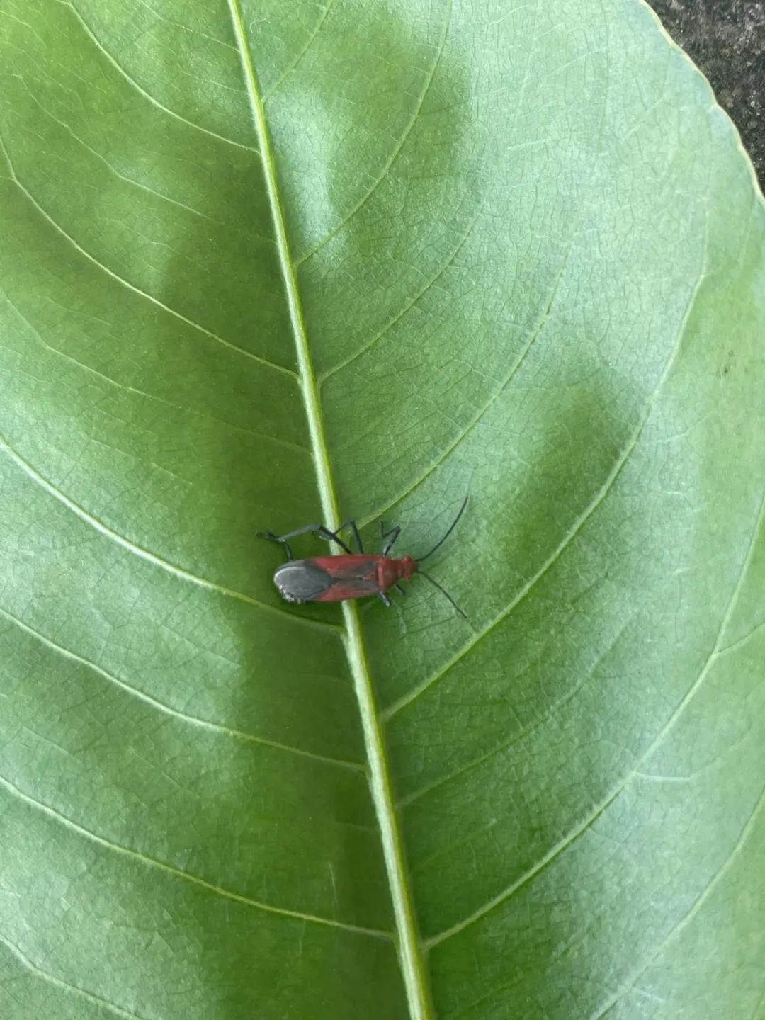 白色直径1毫米圆形,是什么虫子?