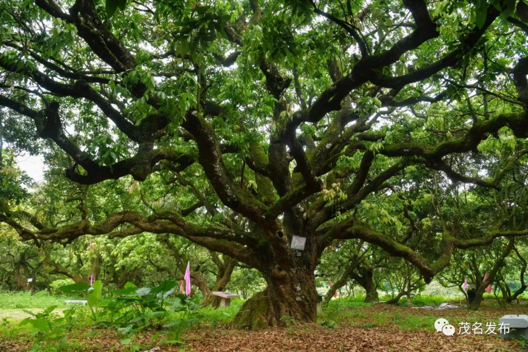 禄段村的"千手观音"古荔枝树