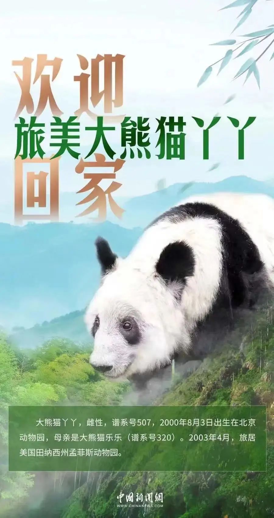 “丫丫”，启程回国！