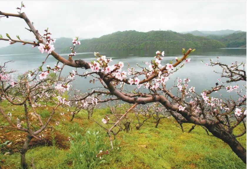 宽甸河口桃花映绿水. 杨靖岫 摄丹东市街头灿烂春花吸引市民流连驻足.