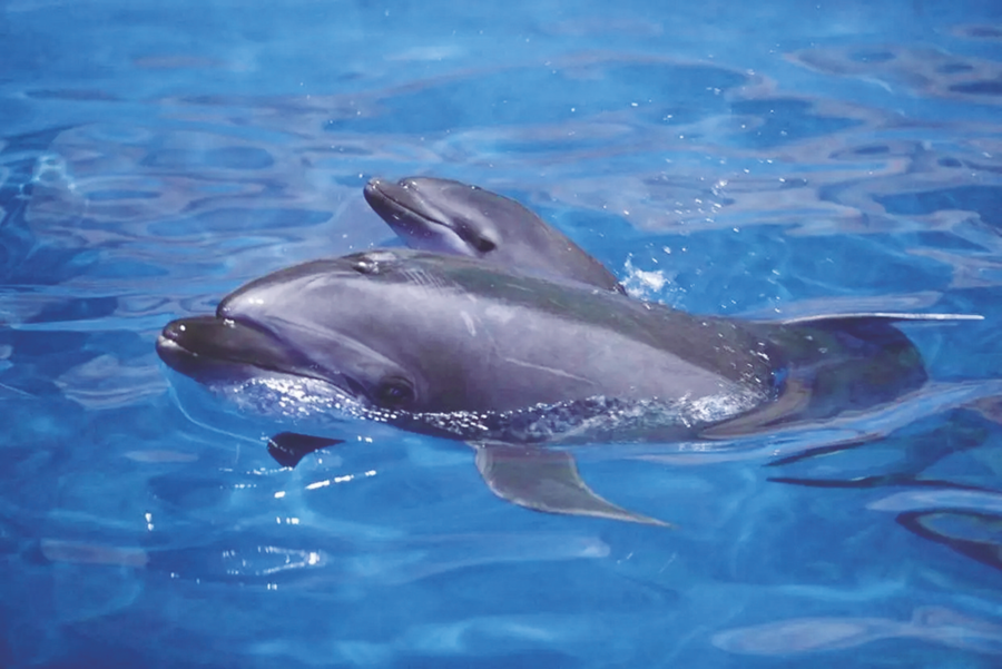 海豚和白鲸哪个聪明 海豚智商相当于人类几岁