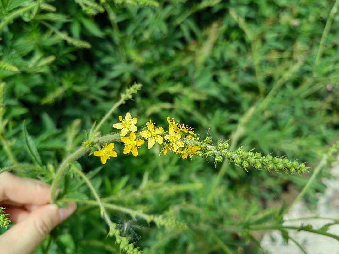 仙草艾资讯-有着"仙草"之称的仙鹤草,叶子长得似蛇莓,价值珍贵认识不