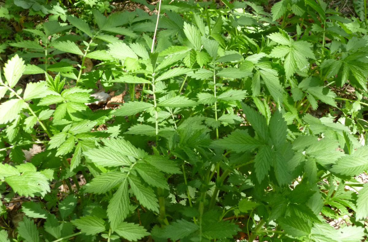 仙草艾资讯-有着"仙草"之称的仙鹤草,叶子长得似蛇莓,价值珍贵认识不