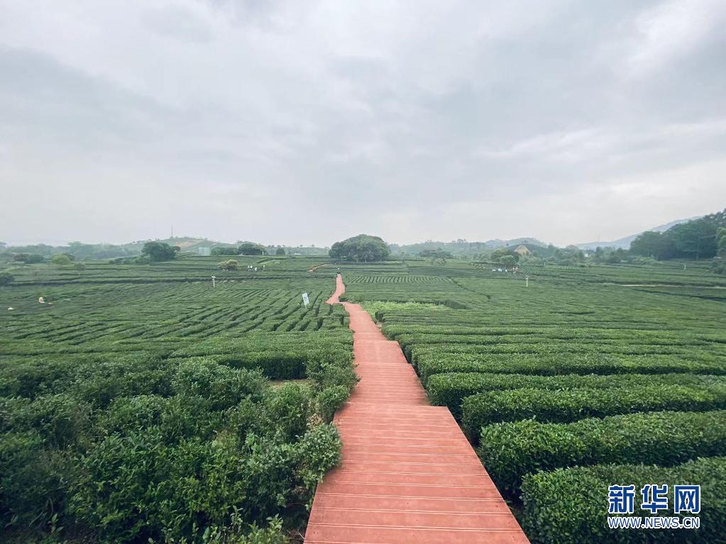 博罗柏塘万亩茶园.新华网发(博罗县融媒体中心供图)