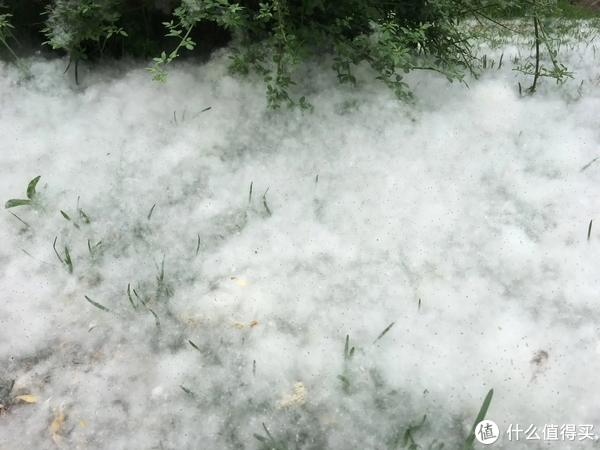 柳絮泛滥,你出现过敏症状了么?__财经头条