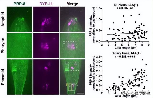 抗衰老技术好的有吗?这方面的整形医院的术后恢复期快的有吗?