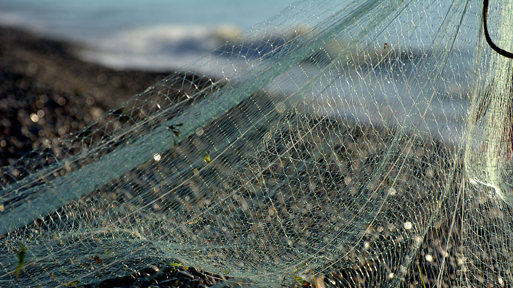 宁波29人绝户式捕捞鳗鱼苗被抓渔网网眼不到3毫米