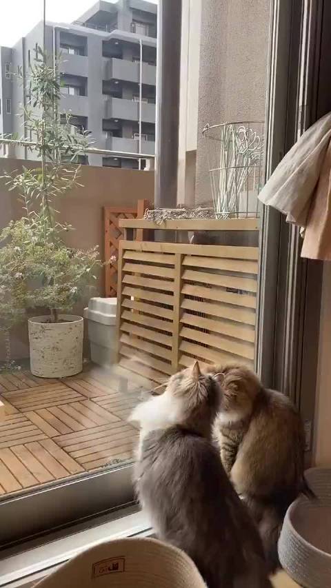 两只猫一起扑小虫,一只被推倒后,索性摆烂|小虫|猫_新浪新闻
