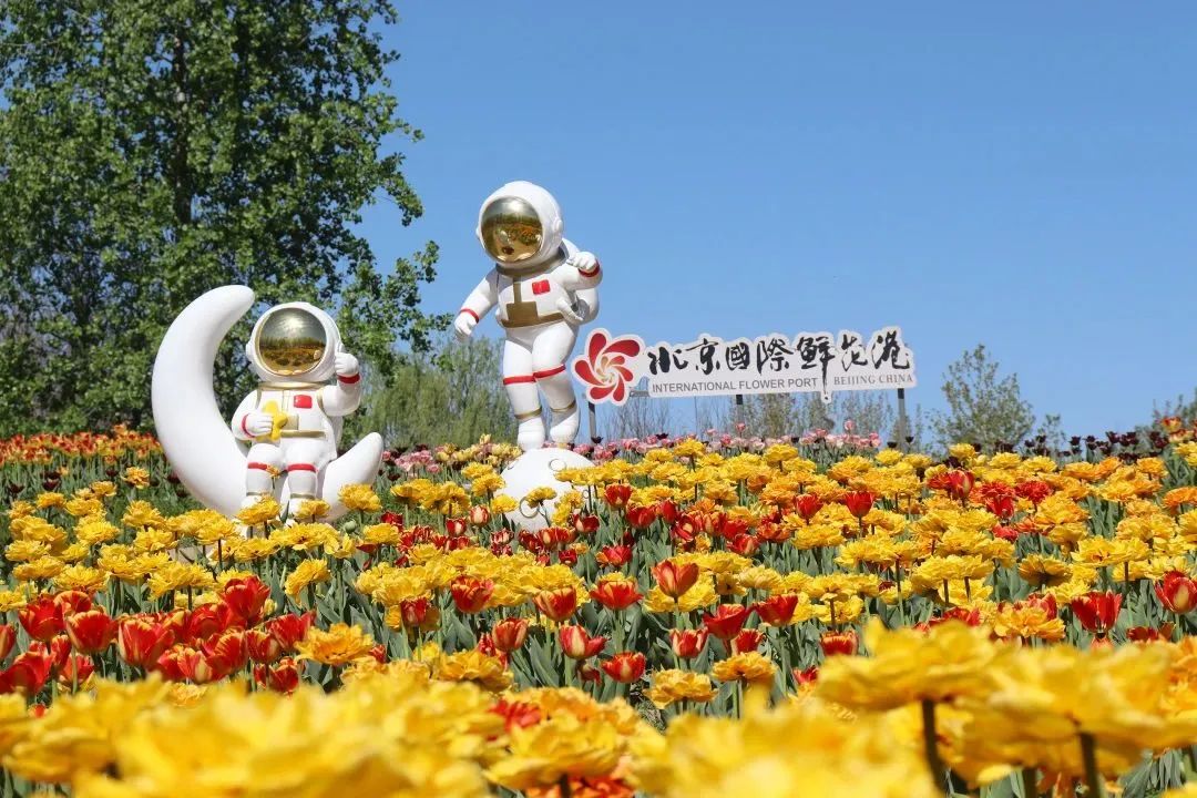 北京顺义鲜花港百万株郁金香进入盛花期|郁金香_新浪财经_新浪网