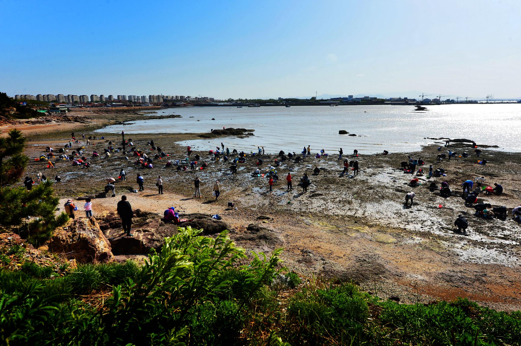 4月29日,在青岛市城阳区举办的第十八届"红岛蛤蜊节"活动上,游客在