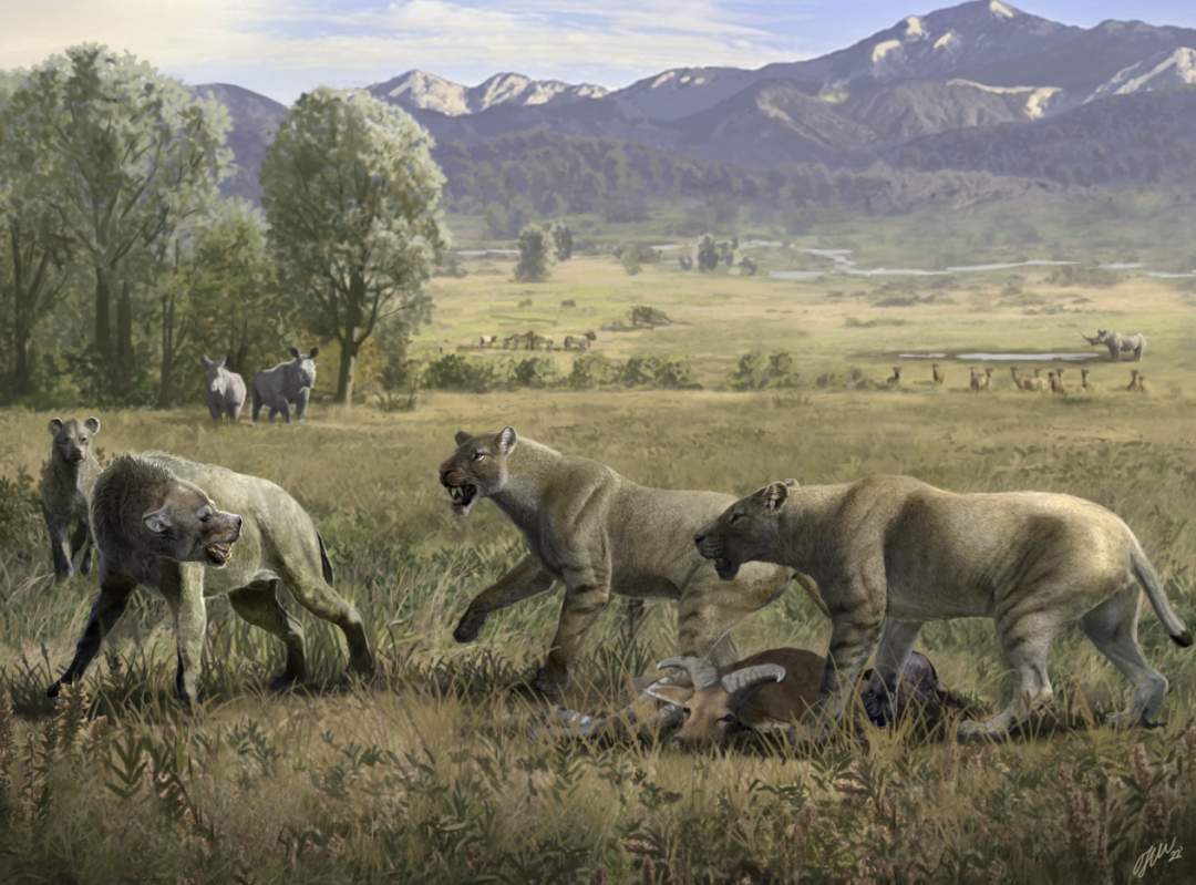 和政近剑齿虎在巨鬣狗面前守卫猎物的场景复原图(中科院古脊椎所供图)