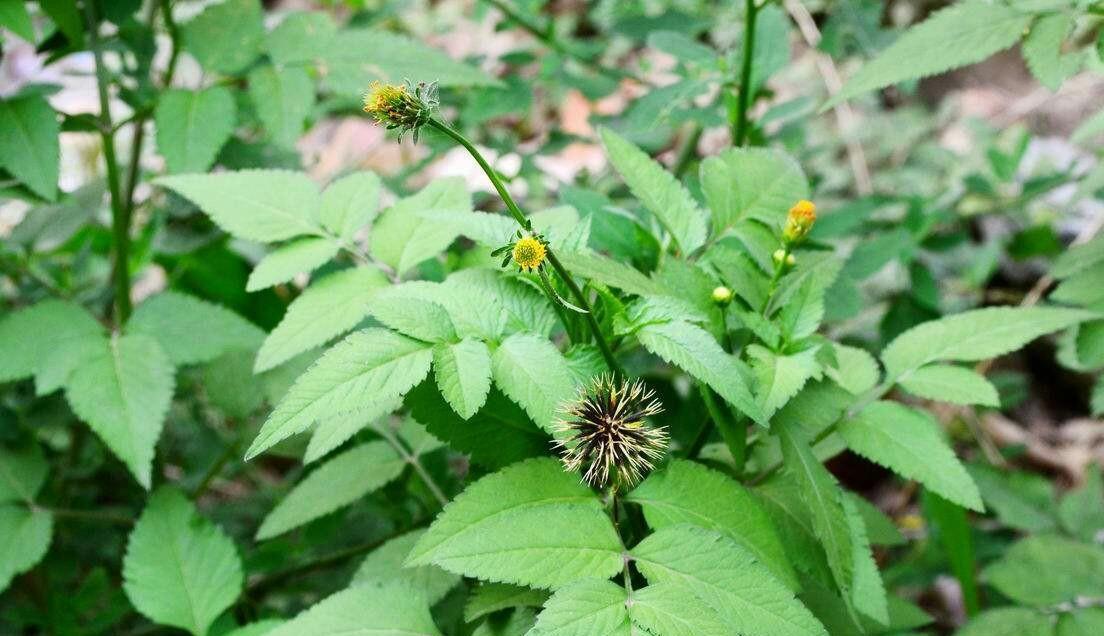 鬼针草这种植物,它是菊科菊属一年生或者多年生的草本植物,在广东