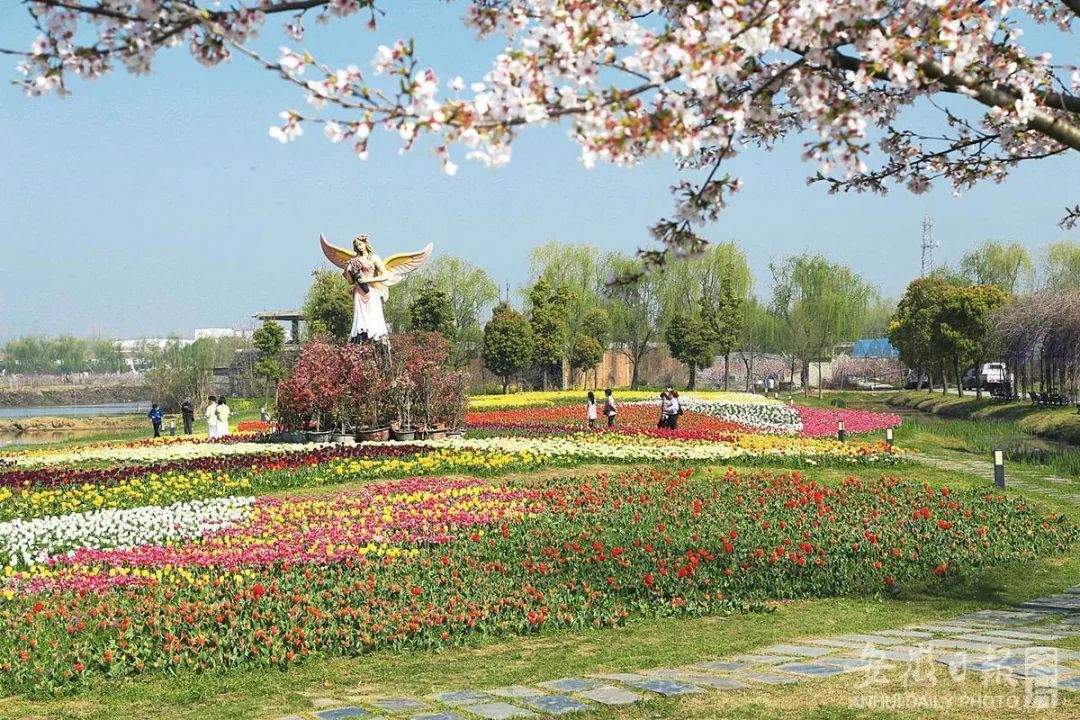 芜湖湾沚区六郎镇湿地花海.郑永星 摄