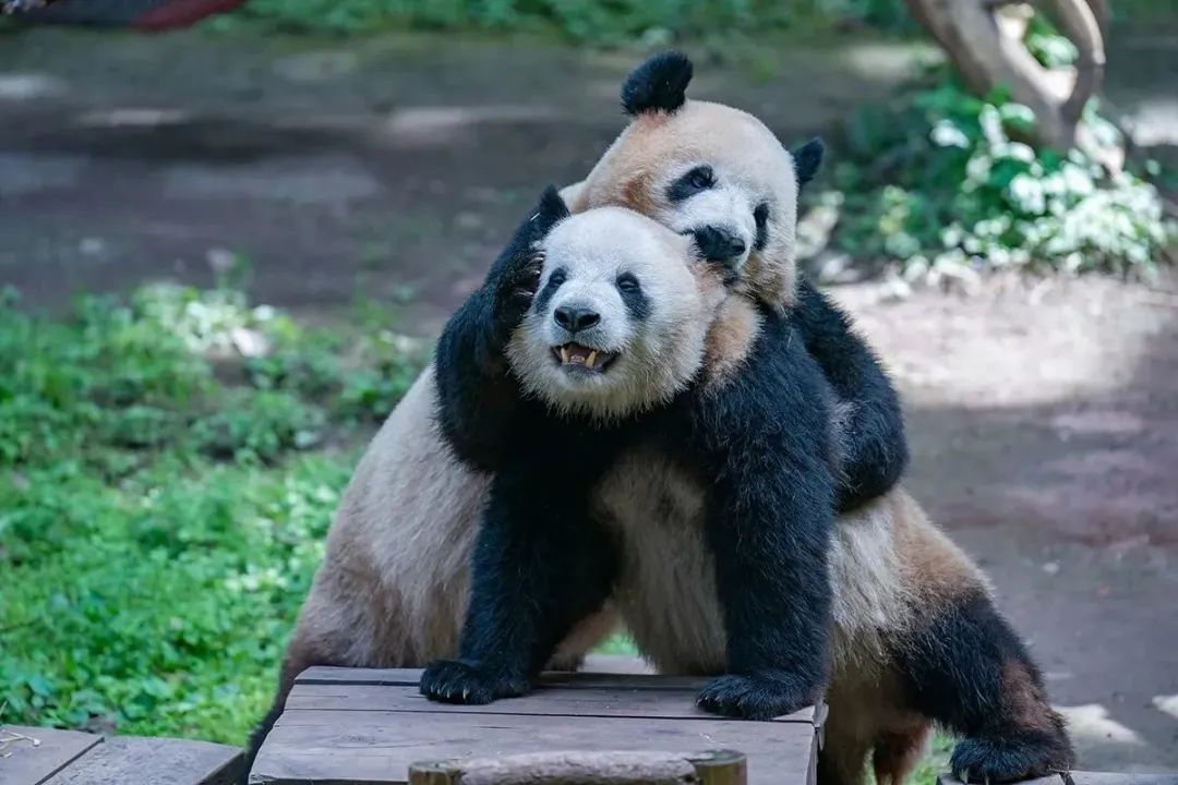 2023年4月29日,重庆市动物园,"四喜丸子"中两只大熊猫吃完大餐后开始