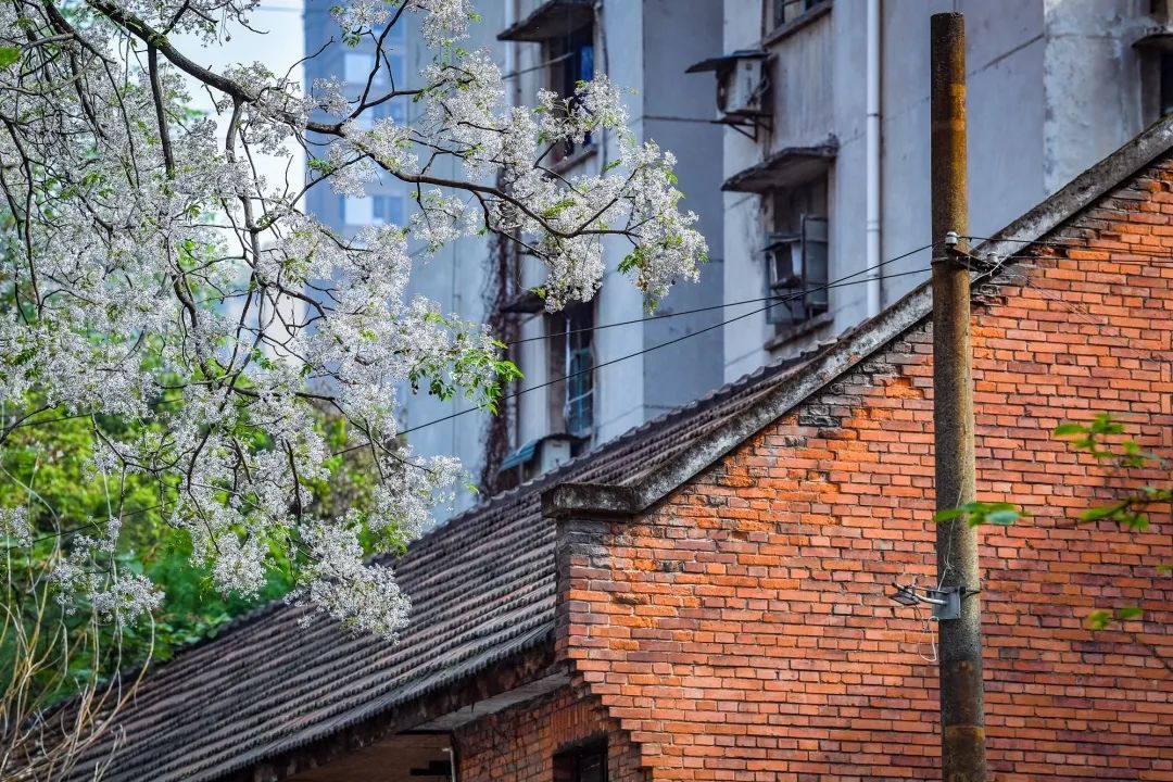民主村的标志红砖房与盛开的苦楝花构成一道美丽风景.曹鸣鸥 摄