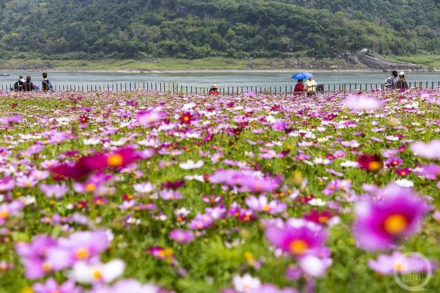 《木洞河街格桑花开》组照六 刘纪湄 摄